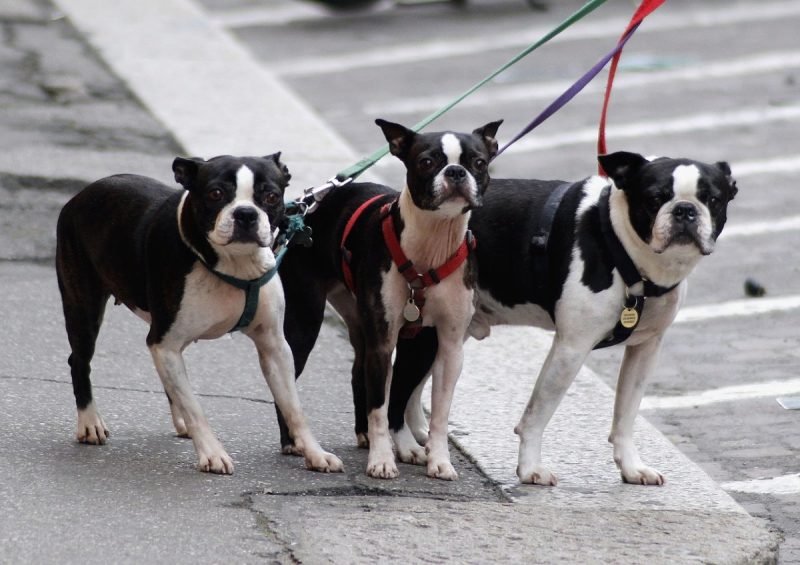 3 dogs on leash